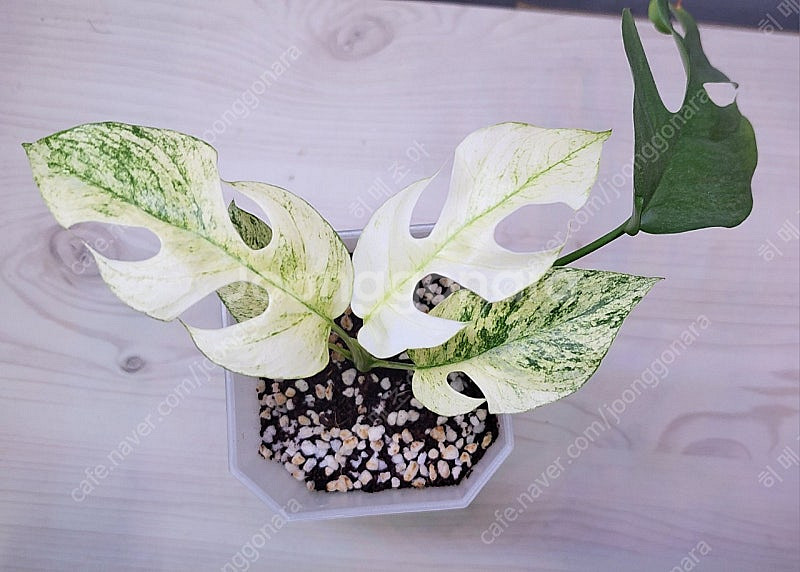 무늬히메,화이트민트히메,풀민트히메,트루비스킨,에피민트 등 여러 희귀식물 분양해요--4